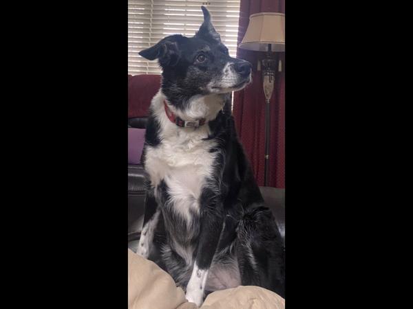 /Images/uploads/Canine Rescue of Central PA Rescue Royalty/CRCPA-rescue-royalty/entries/34129thumb.jpg